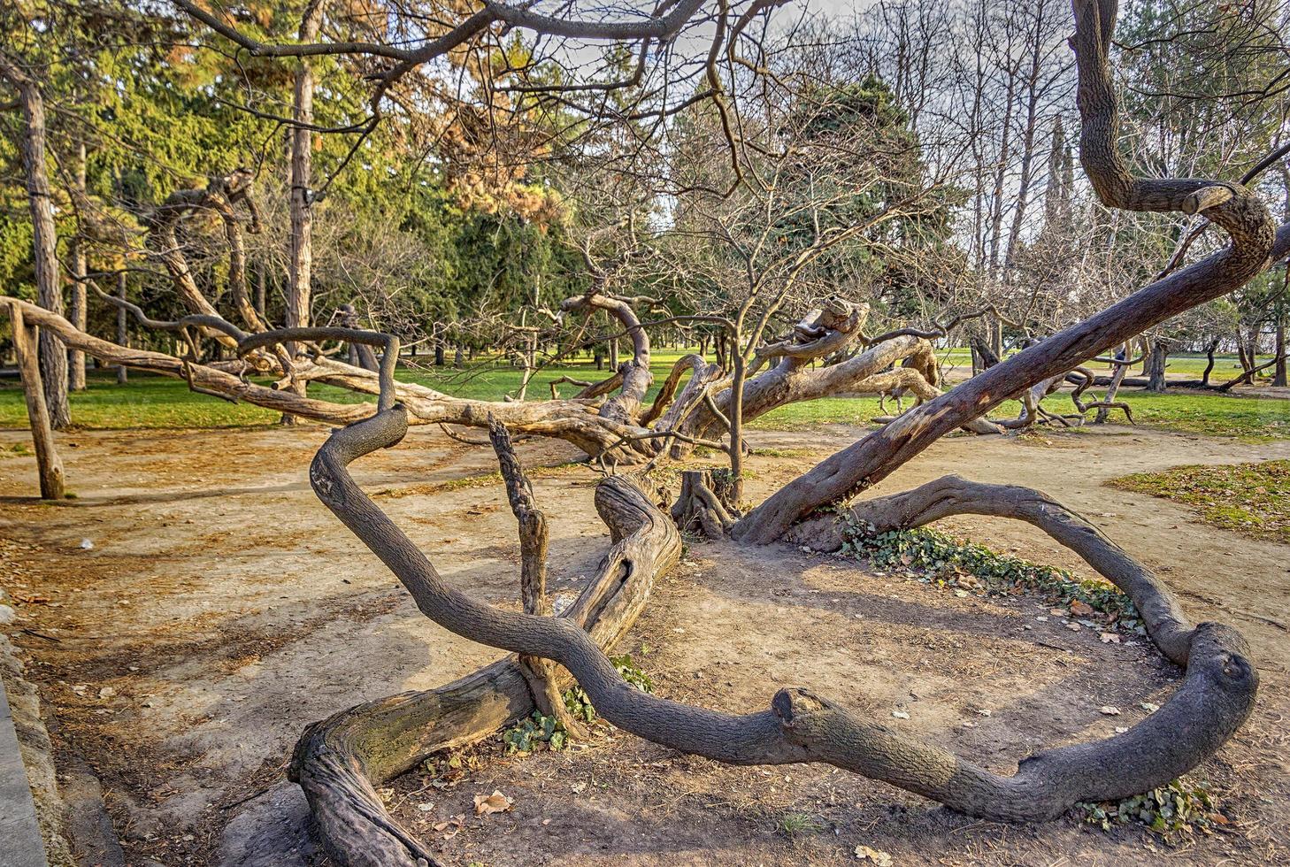 old crooked tree in park Varna, Bulgaria photo