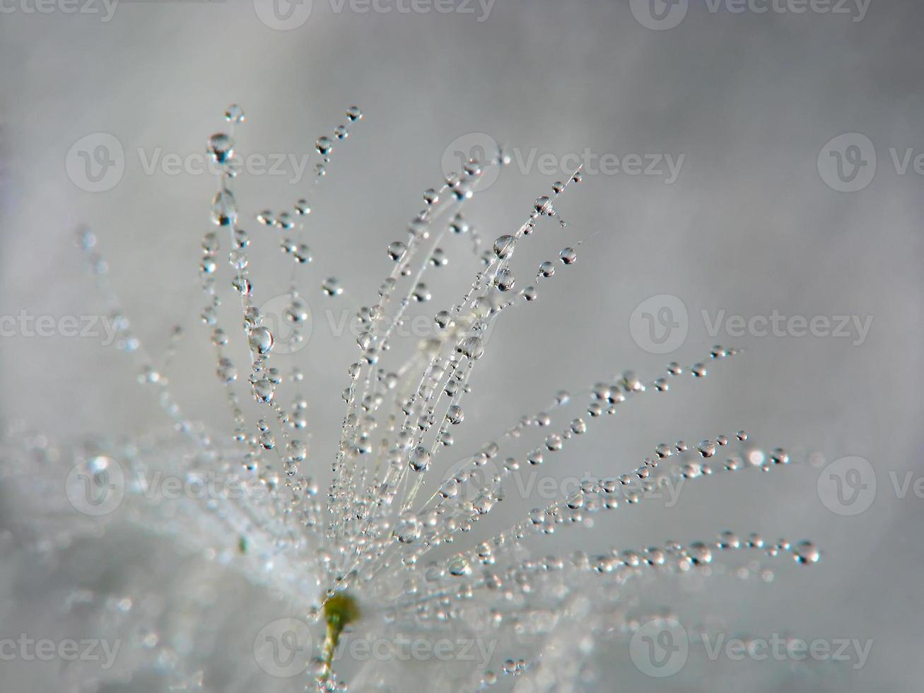 Abstract macro photo of dandelion seed with water drops.