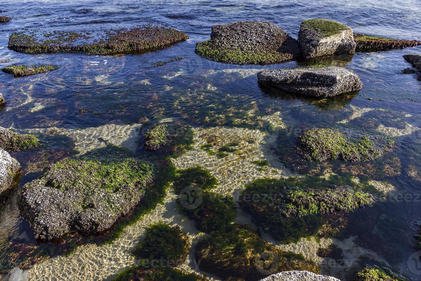 Beauty day view of underwater  sea rocks with algae photo