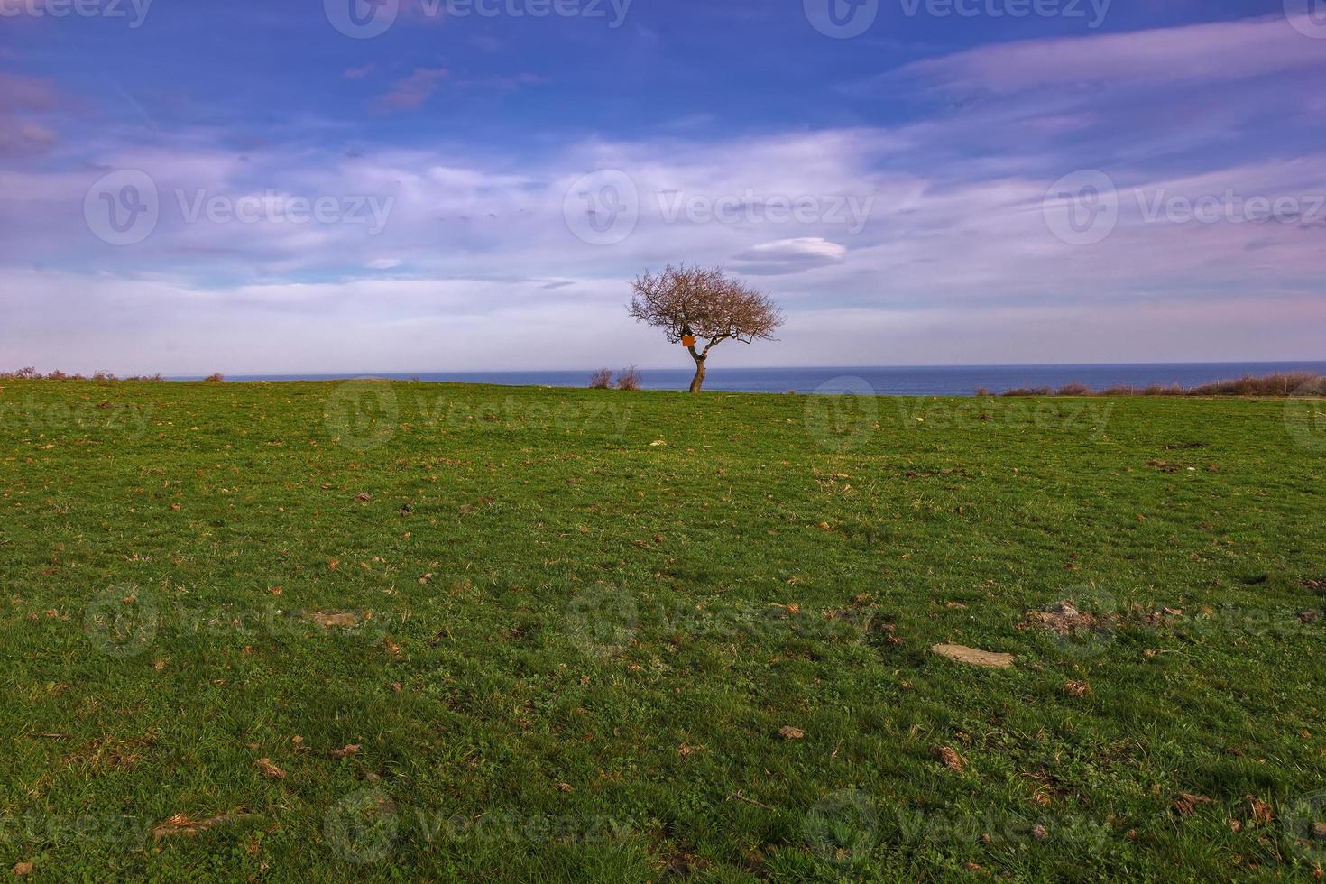 Alone tree on green meadow and cloudy blue sky photo