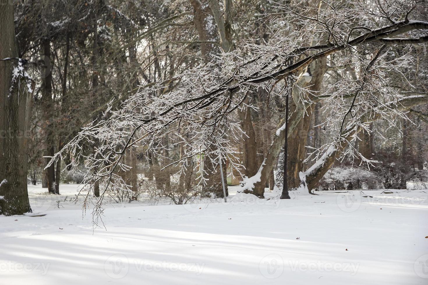 park. Frozen tree branch in winter ice. photo