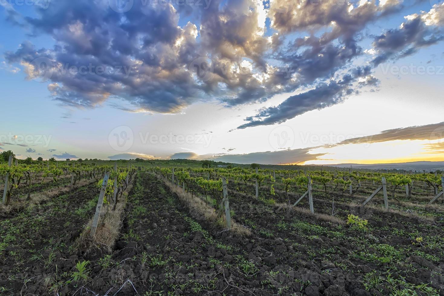 escena de verano de un hermoso viñedo verde con un cielo emocionante foto