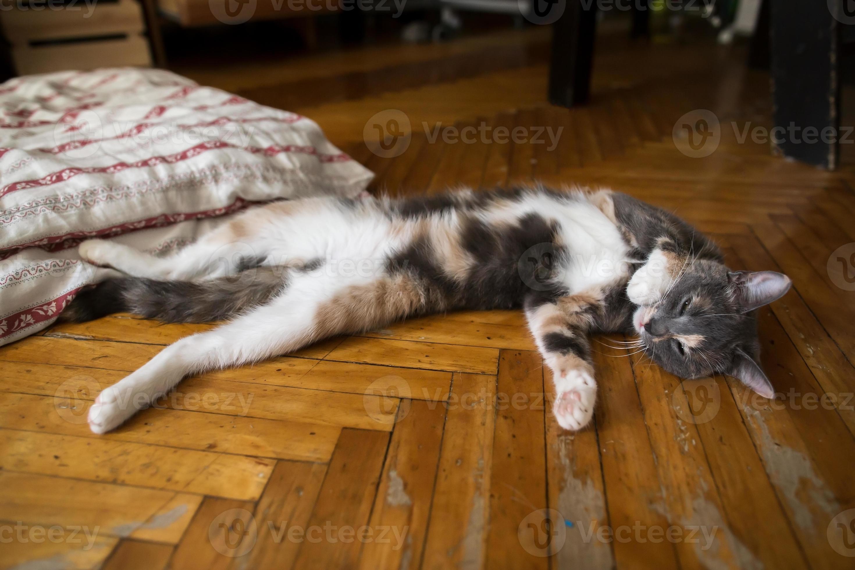 Cat sleeps on its back on the floor, trying to escape the summer heat