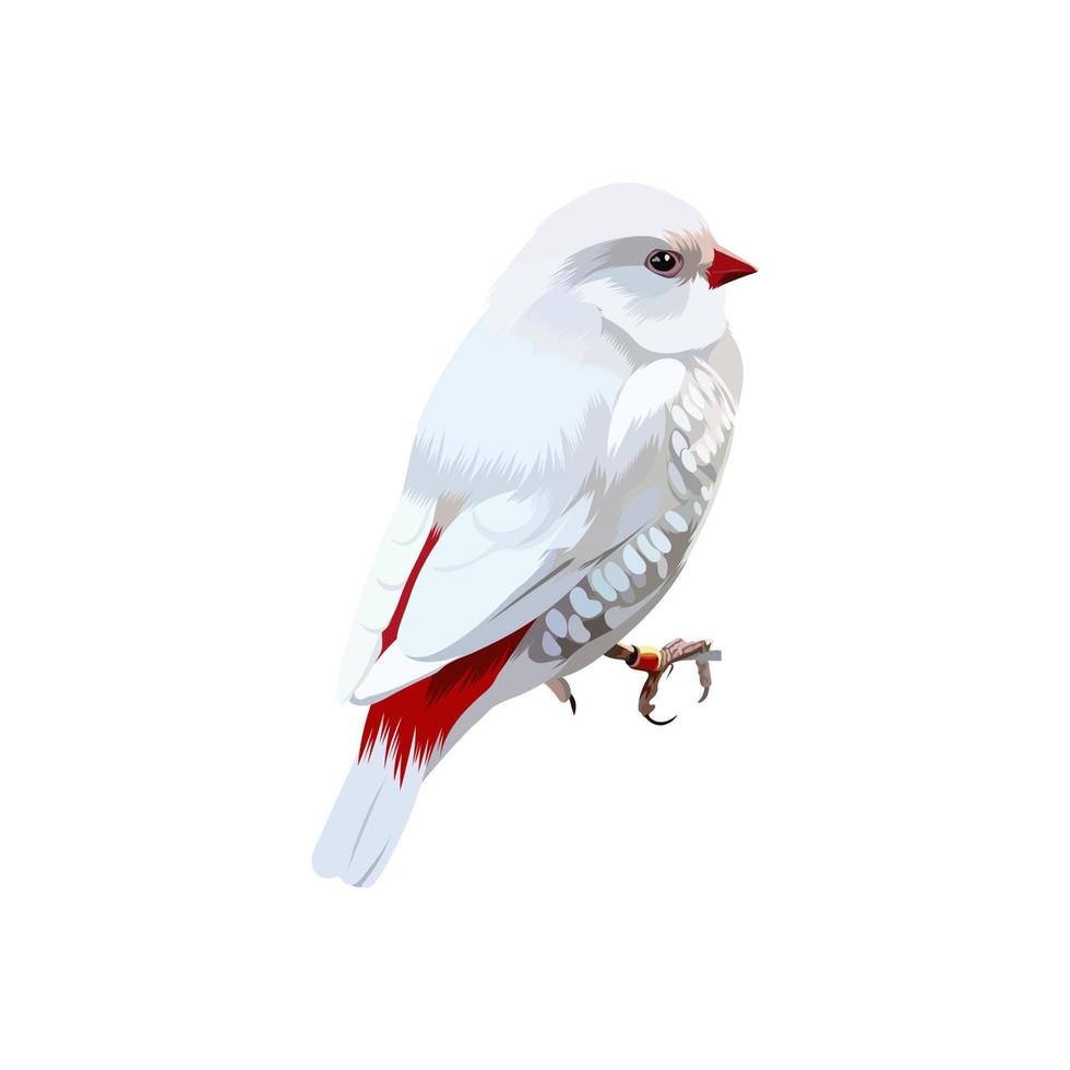 silver diamond firetail bird vector illustration