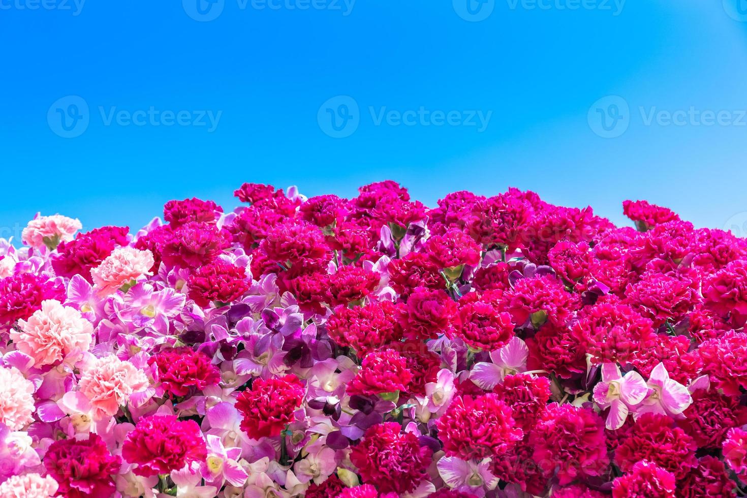 Carnation Flowers and Chrisanthemum flowers photo