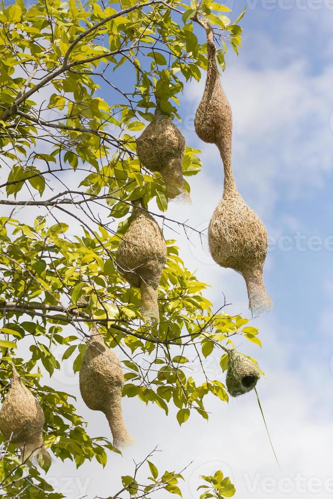 rama de nido de pájaro tejedor de baya en el árbol foto