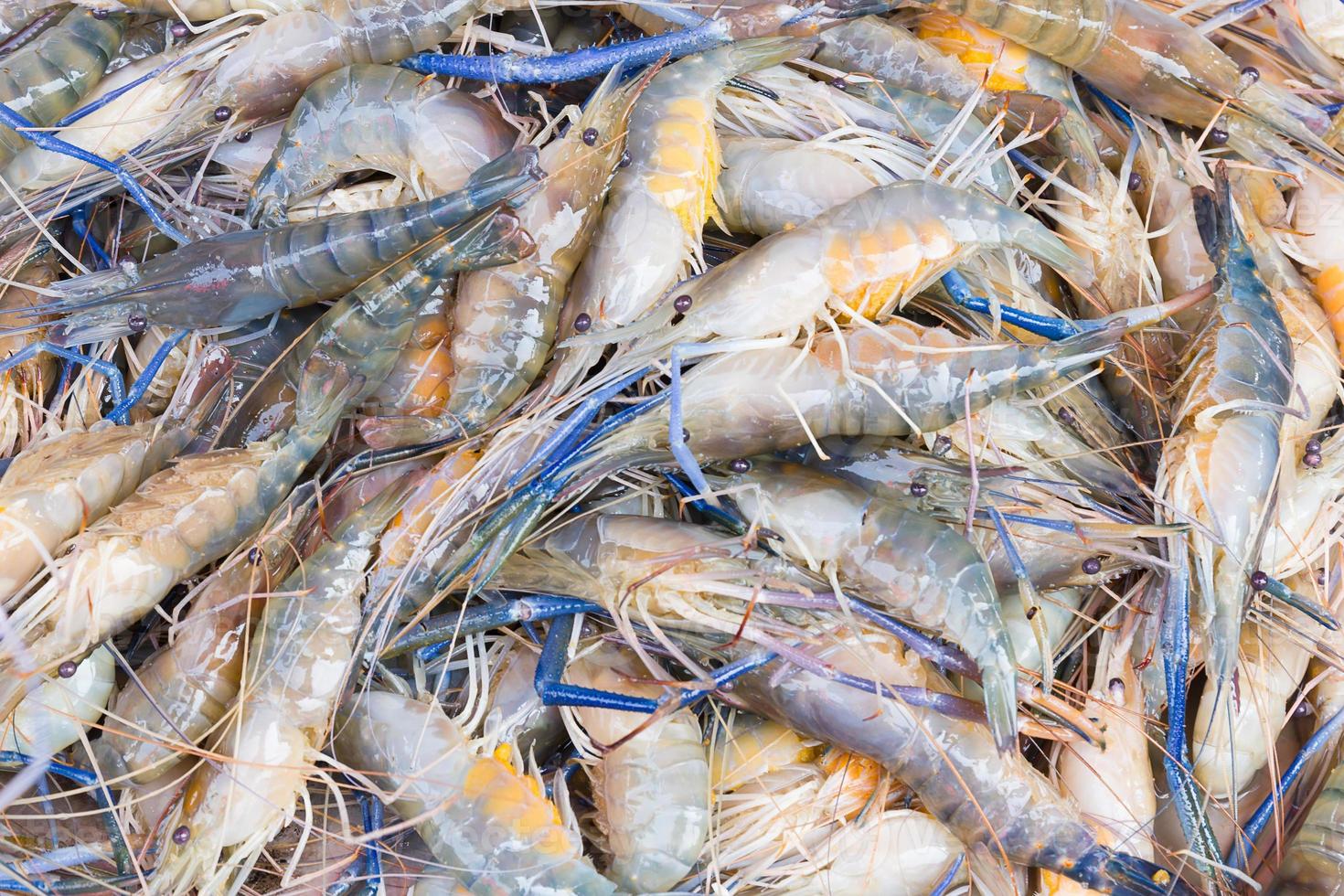 Fresh prawn shrimp on the market photo