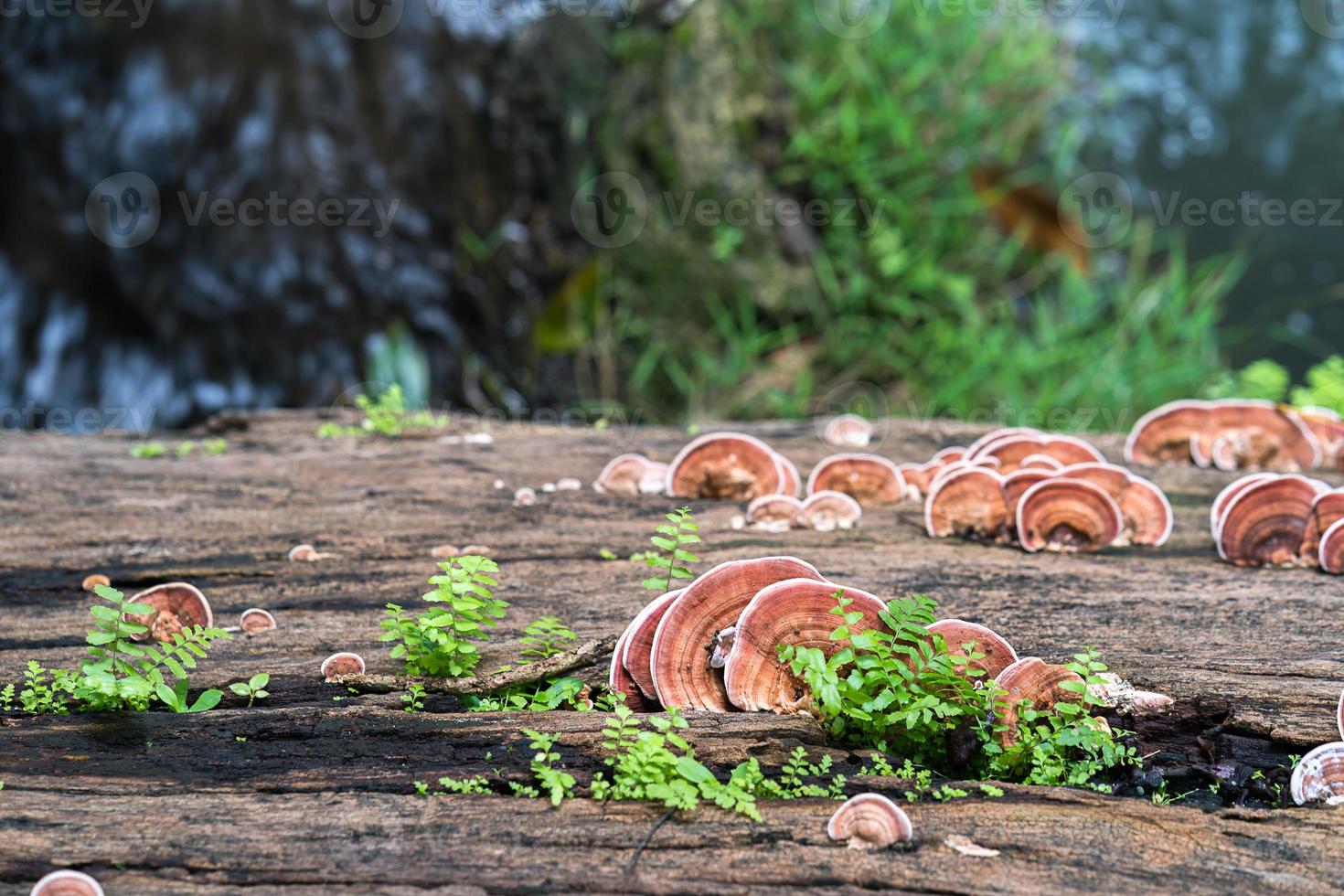 Close up shot of mushroom on wood photo