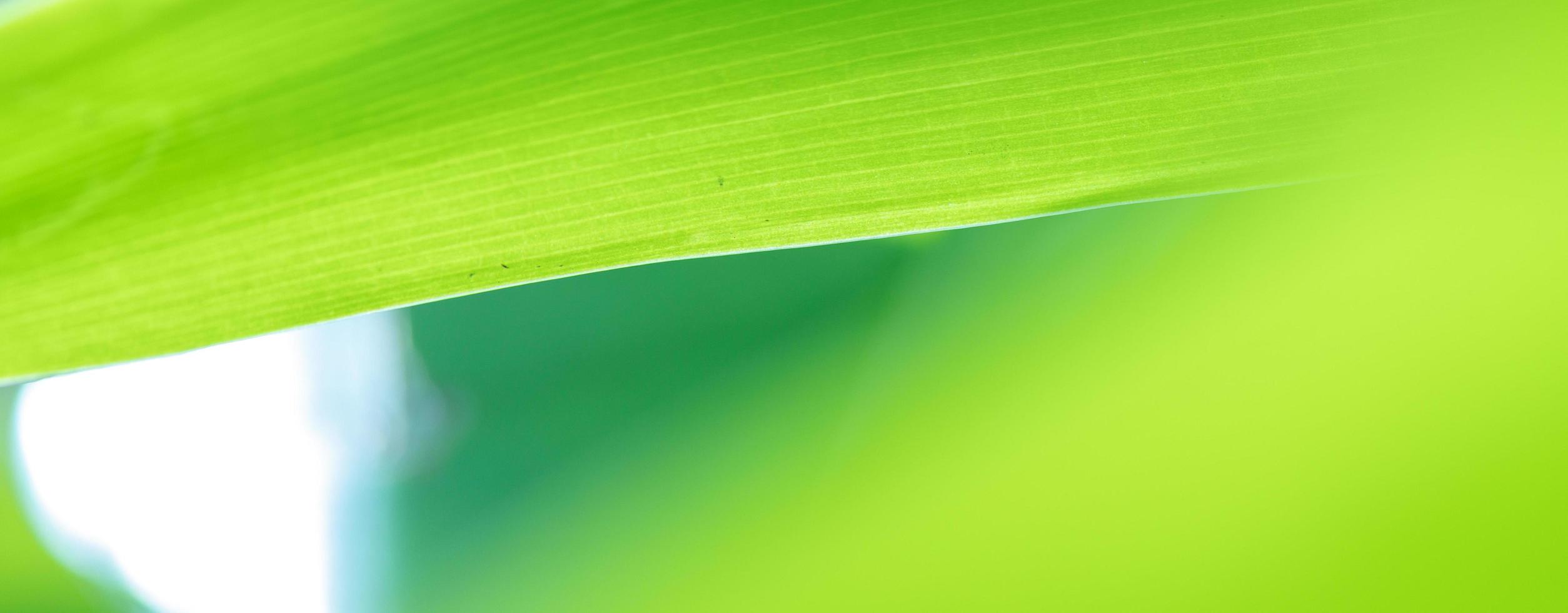 abstract stunning green leaf texture, tropical leaf foliage nature green background photo