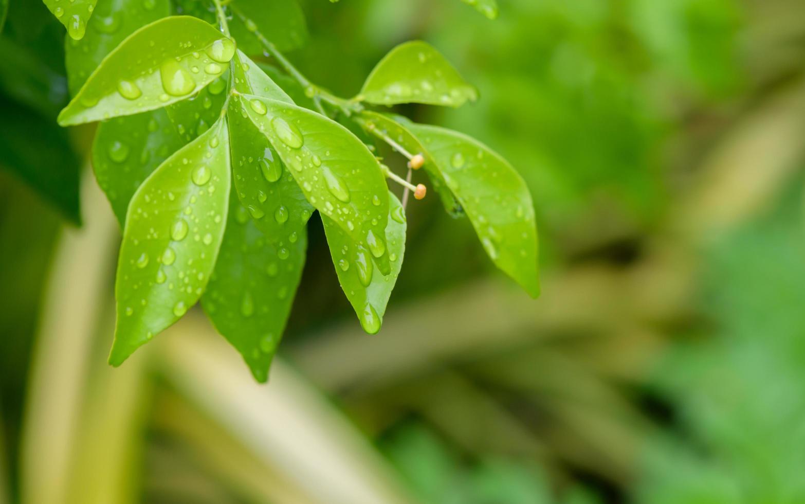 abstract stunning green leaf texture, tropical leaf foliage nature dark green background photo