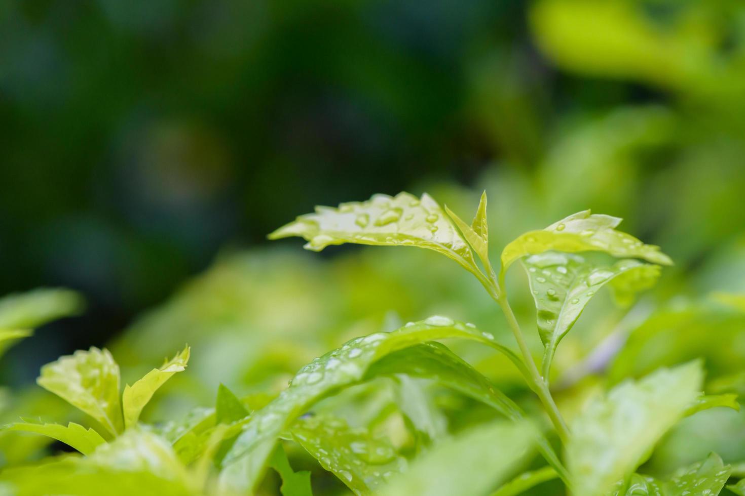 textura de hoja verde impresionante abstracta, naturaleza de follaje de hoja tropical fondo verde oscuro foto