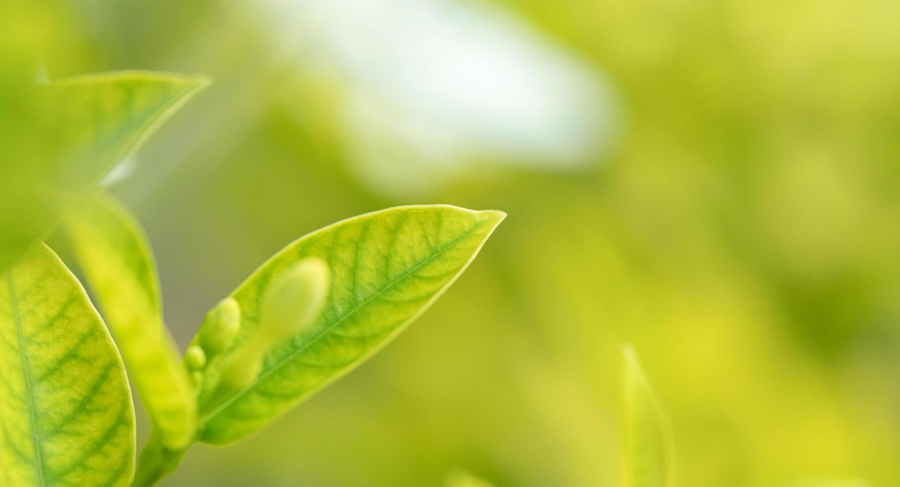 abstract stunning green leaf texture, tropical leaf foliage nature green background photo