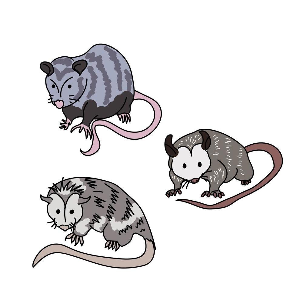 tres lindas zarigüeyas grises con narices y colas rosas, interesantes animales marsupiales vector