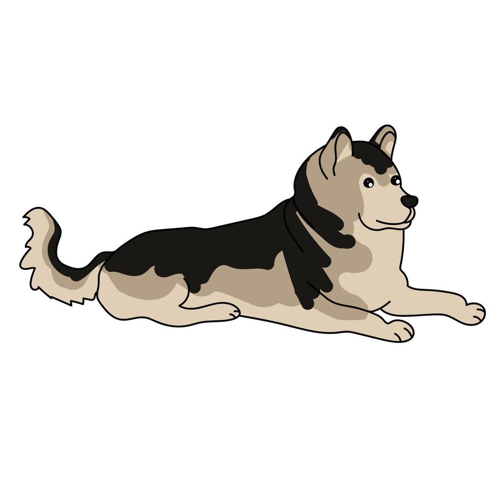 raza de perro alaskan malamute, mascota leal con abrigo esponjoso vector