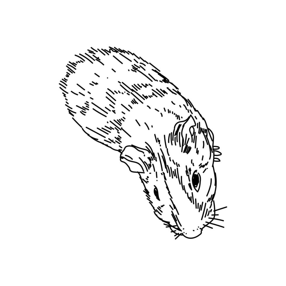 Cavy sketch vector illustration, cute animal line ar, guinea pig top view, outline drawing