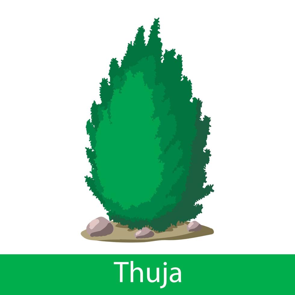 Thuja cartoon icon vector