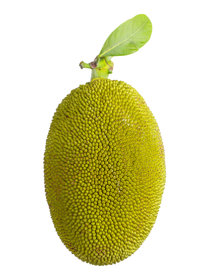 jack fruits isolated png