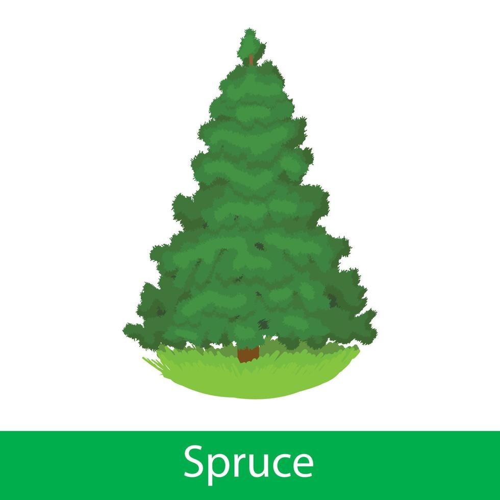 Spruce cartoon tree vector