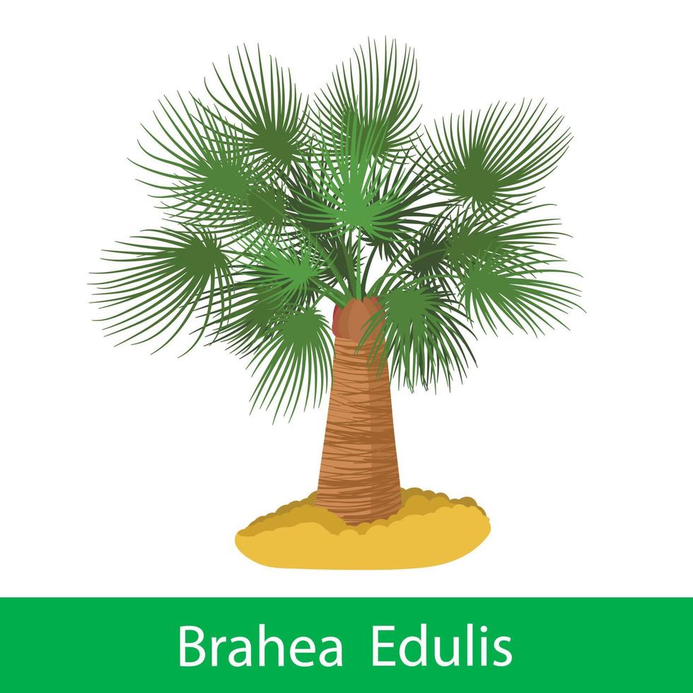 Brahea Edulis cartoon tree vector