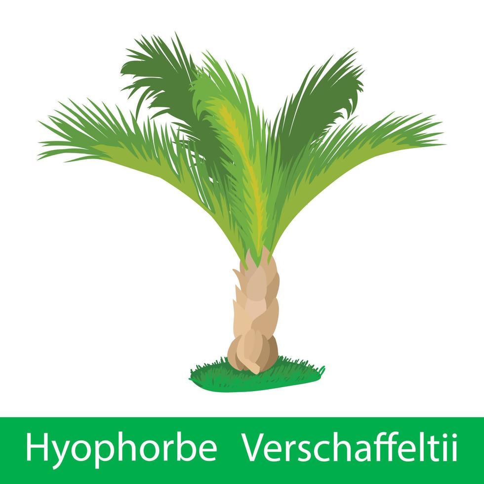 Palm tree hyophorbe verschaffeltii vector