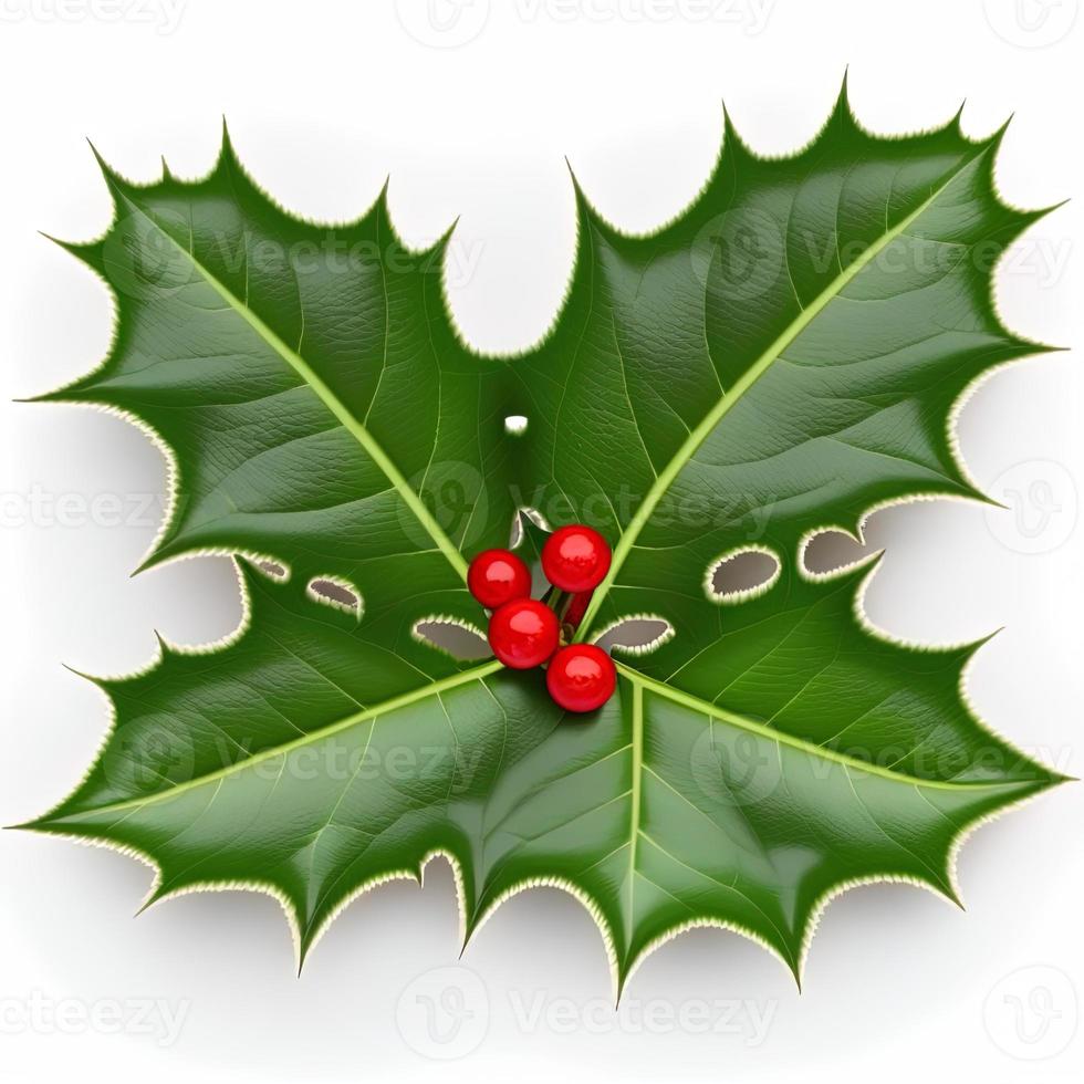 3d christmas holly leaf on isolated white background. Holiday, celebration, december, merry christmas photo