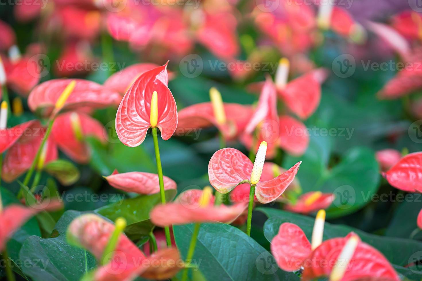 Close up of anthurium flowers photo