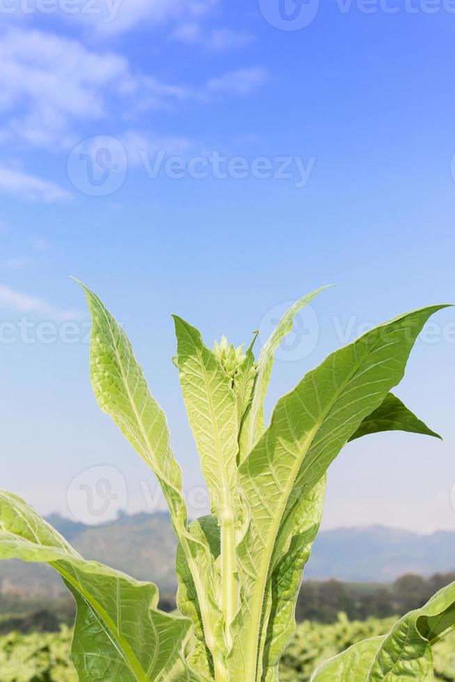 Close up Nicotiana tabacum photo