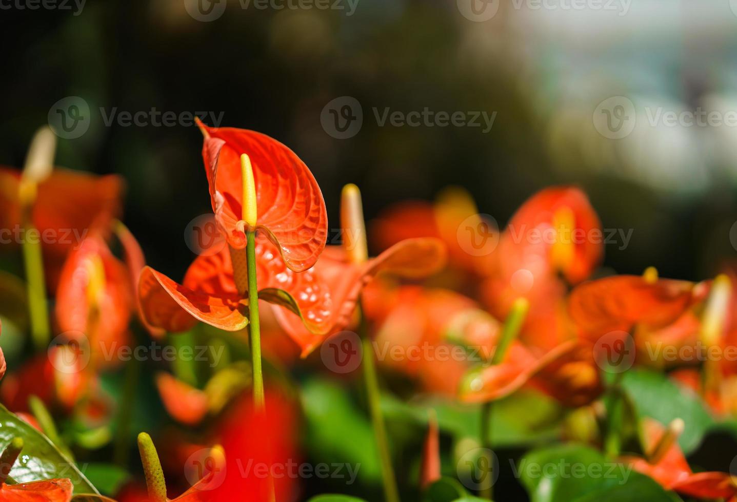 Orange Anthurium flower or flamingo flower in the garden photo
