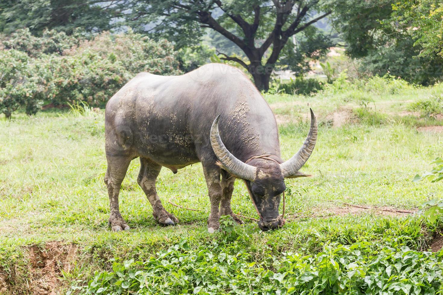 Buffalo grazing in a field photo