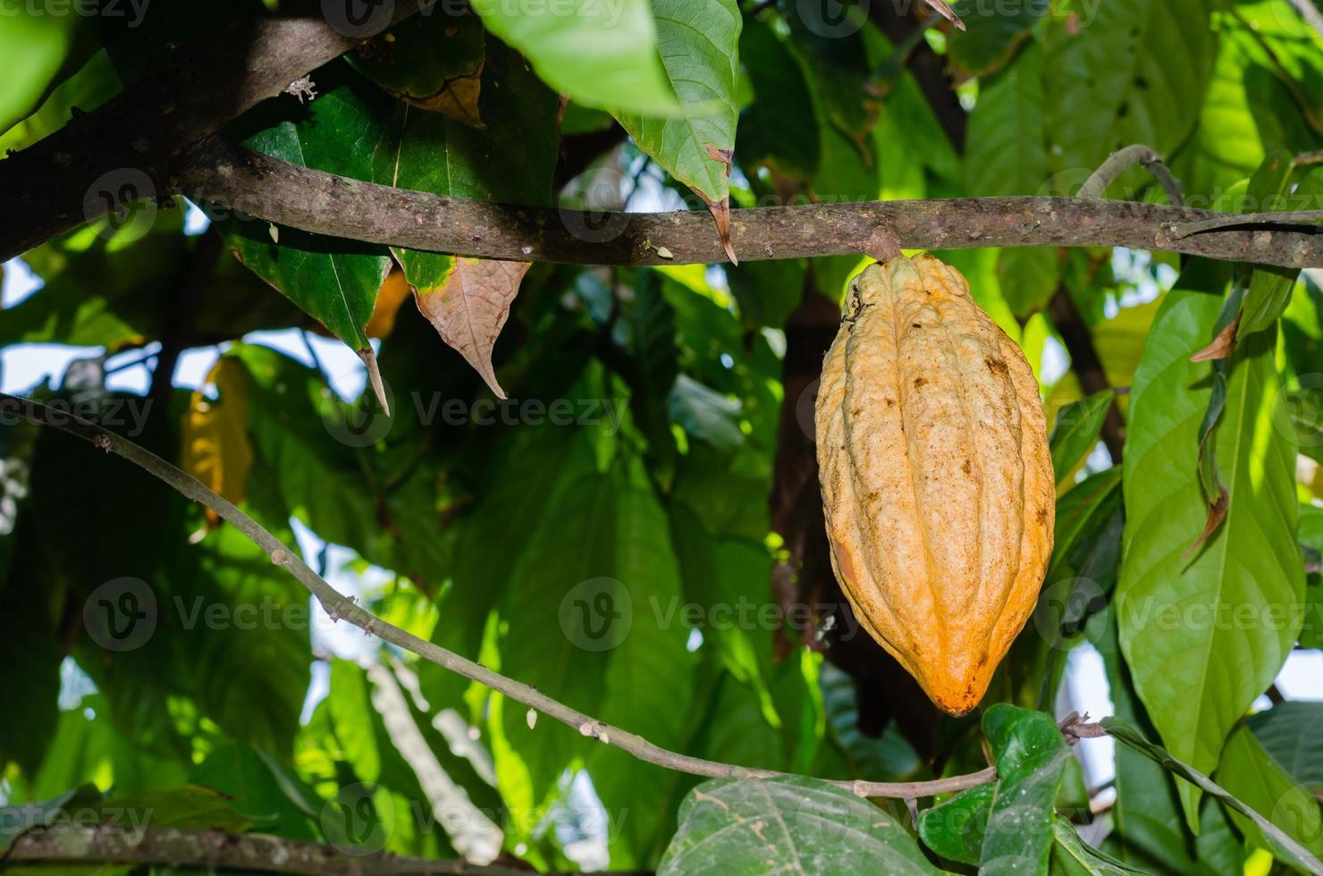 fruta fresca de cacao orgánico en el árbol del cacao en el jardín natural foto