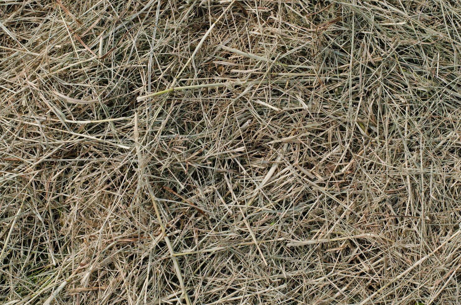 textura de hierba seca de cerca foto