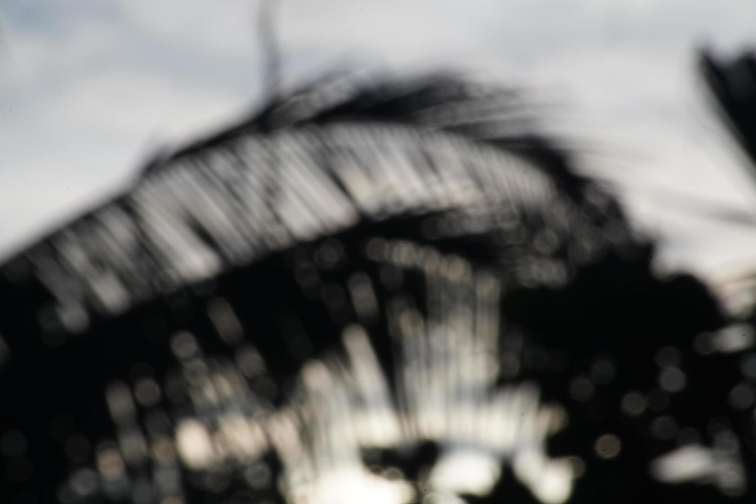 Abstract blur photo of coconut trees and branches in the morning with sunrise background