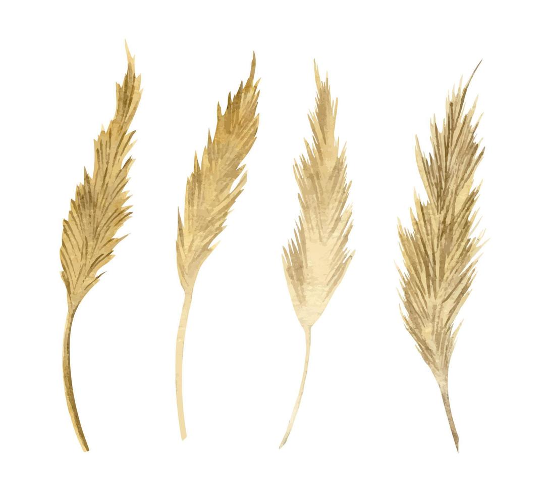 Watercolor spikelets of Wheat product. Hand painted illustration of isolated natural fresh rye on isolated background. Sketch for flour label. Drawing of organic Food. Set of dried plants. vector