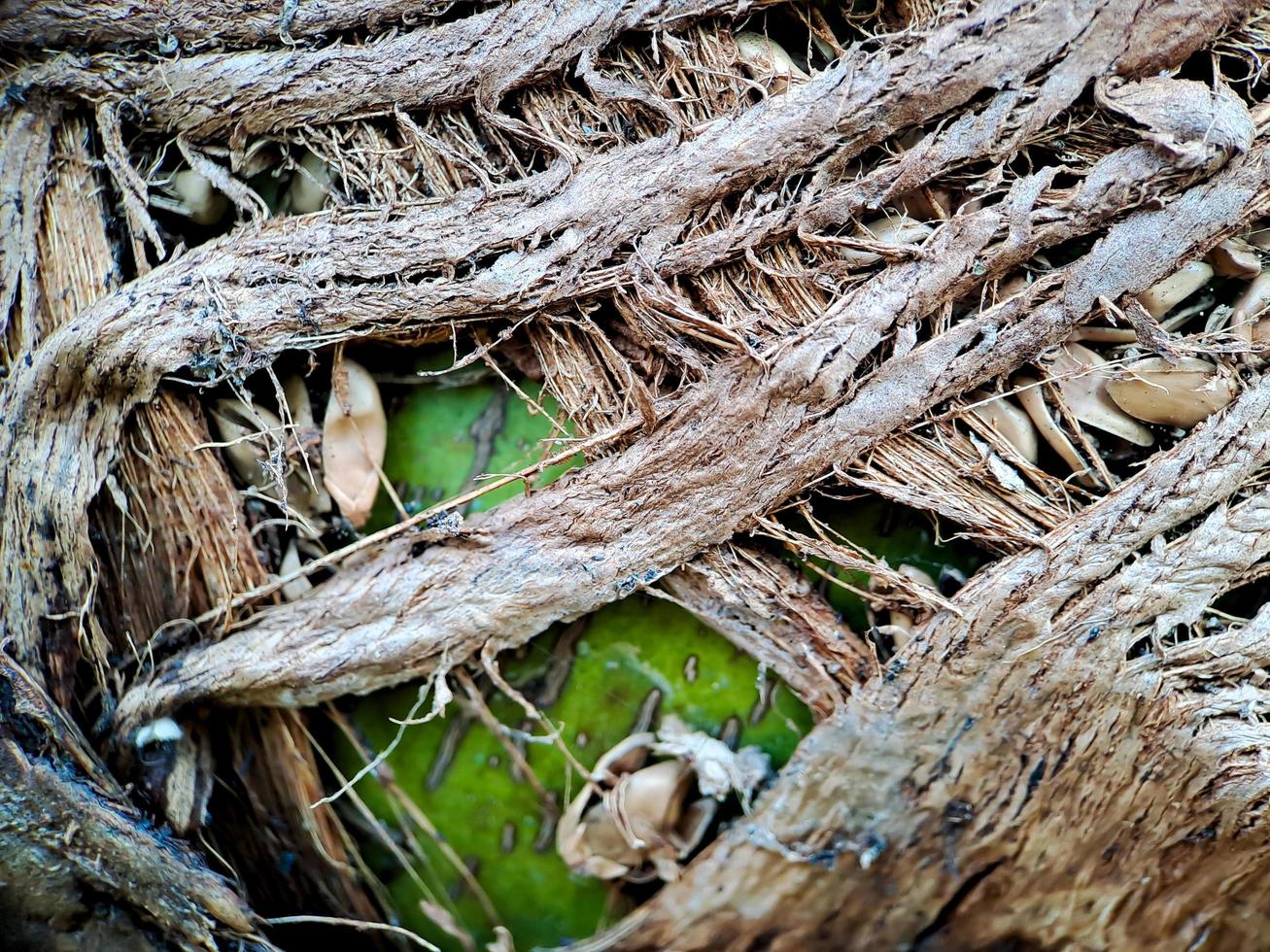 Close up of a coconut coir structure, shot on a coconut fiber tree, brown natural background for consumption and environmental production. commonly used for car seats, mattresses photo