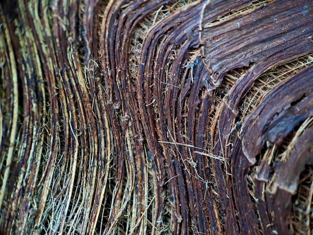 primer plano de una estructura de fibra de coco, filmada en un árbol de fibra de coco, fondo natural marrón para el consumo y la producción ambiental. comúnmente utilizado para asientos de automóviles, colchones foto