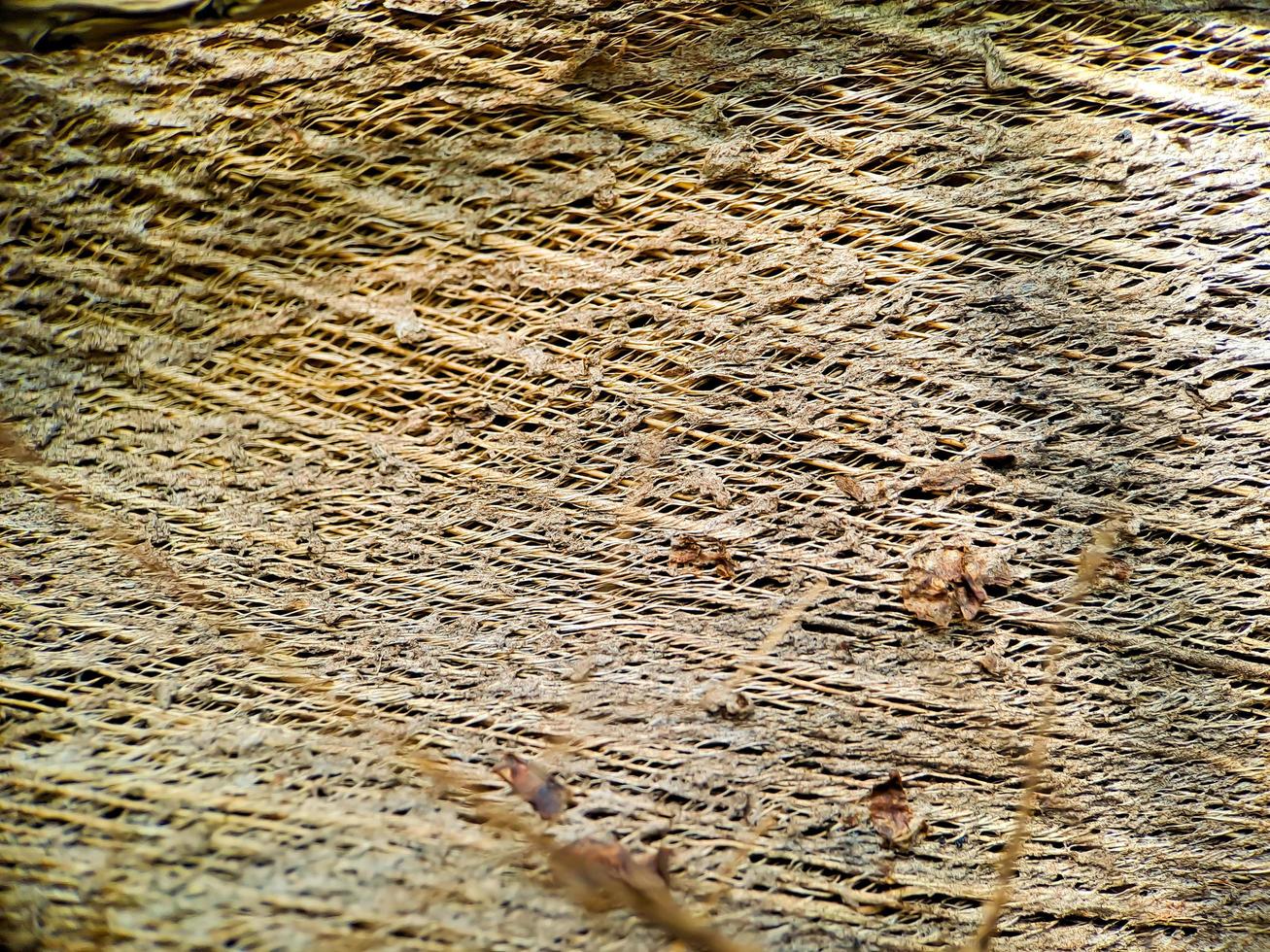 Close up of a coconut coir structure, shot on a coconut fiber tree, brown natural background for consumption and environmental production. commonly used for car seats, mattresses photo