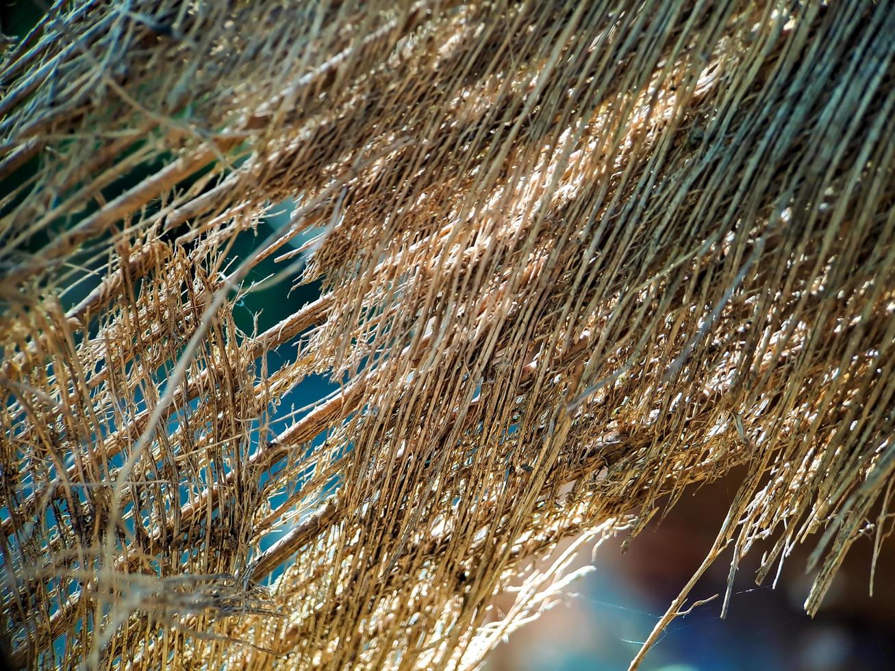 primer plano de una estructura de fibra de coco, filmada en un árbol de fibra de coco, fondo natural marrón para el consumo y la producción ambiental. comúnmente utilizado para asientos de automóviles, colchones foto