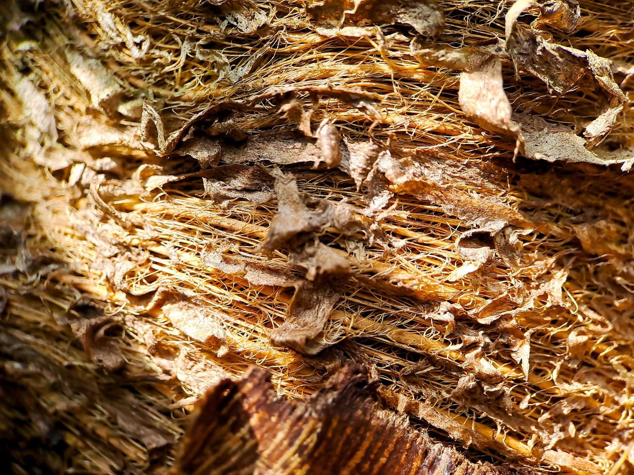 Close up of a coconut coir structure, shot on a coconut fiber tree, brown natural background for consumption and environmental production. commonly used for car seats, mattresses photo