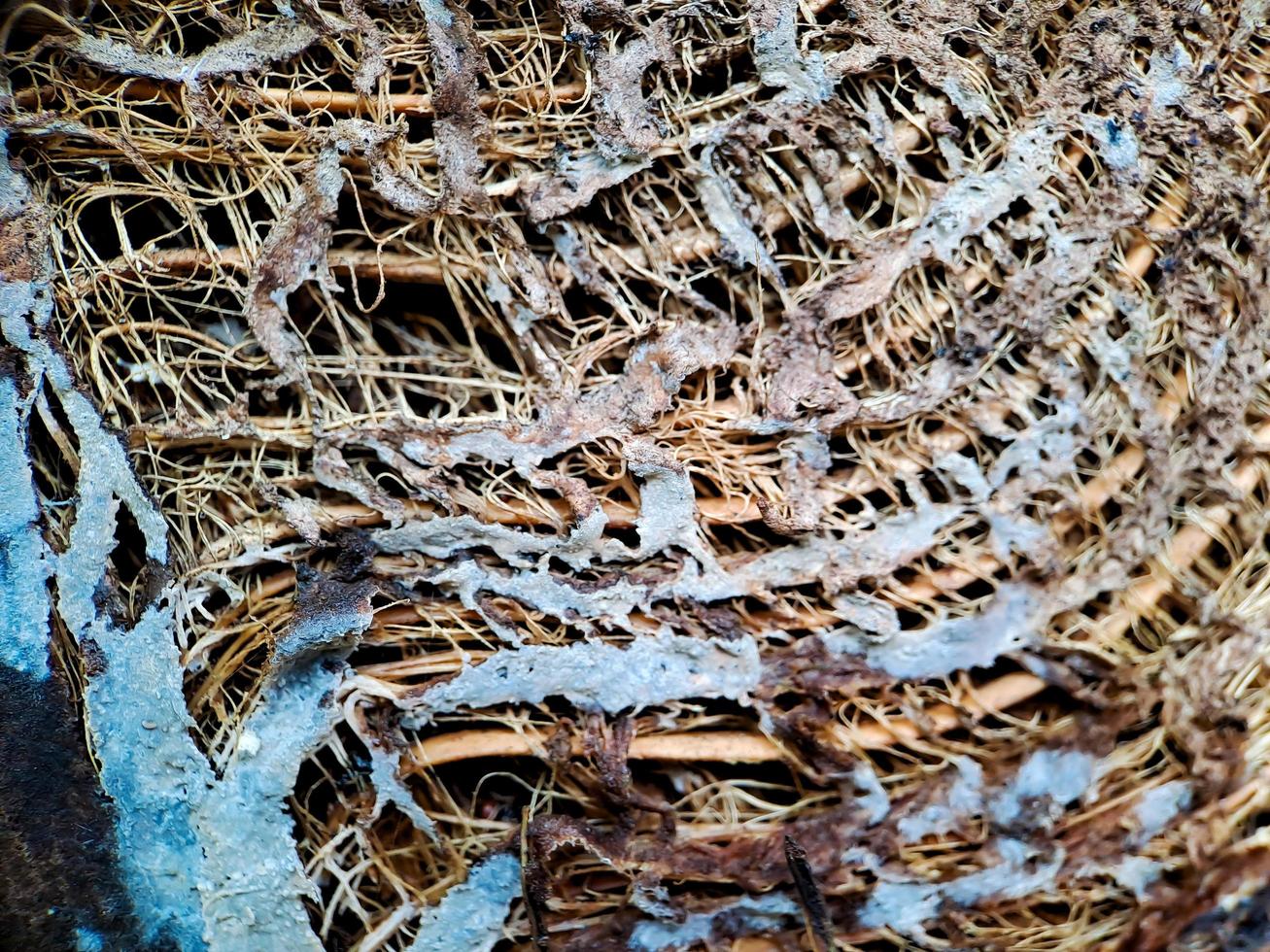 Close up of a coconut coir structure, shot on a coconut fiber tree, brown natural background for consumption and environmental production. commonly used for car seats, mattresses photo