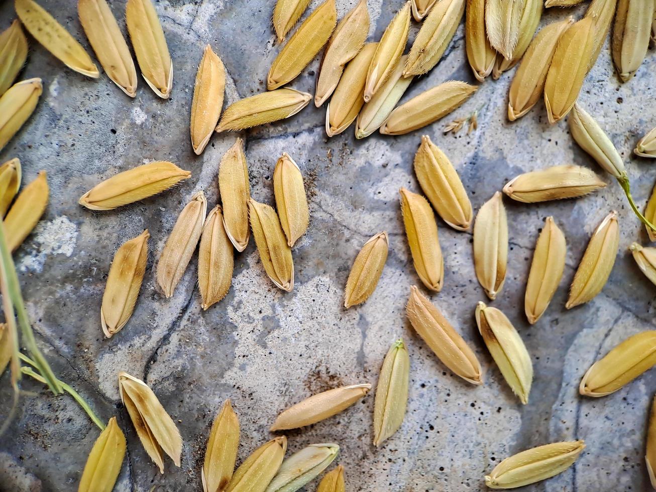 paddy rice in Indonesia, food paddy rice. background, surface, Background from pile of paddy rice and rice seeds, macro shot from the top view photo