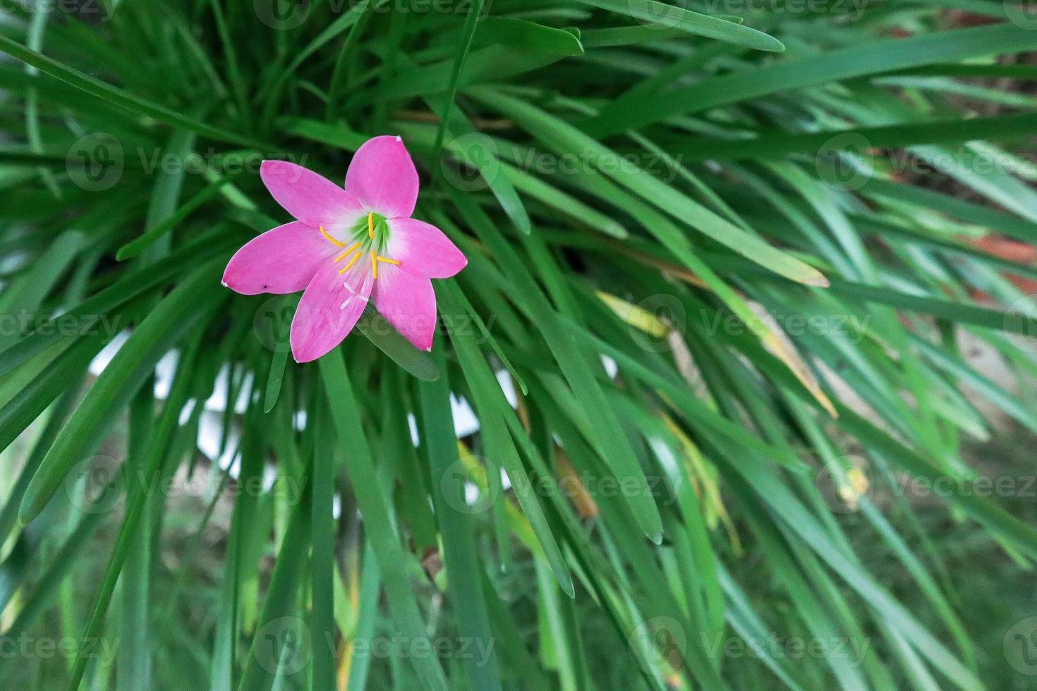 Fairy Lily, Rain Lily, Zephyr Flower photo