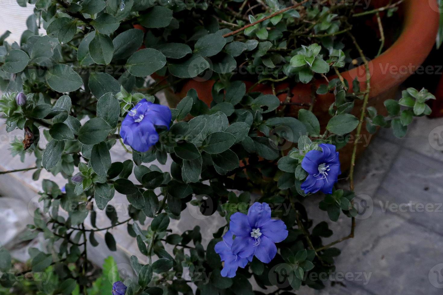 Ground Morning Glory photo