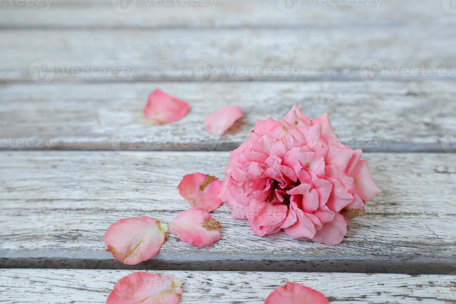 A pink rose on the table photo