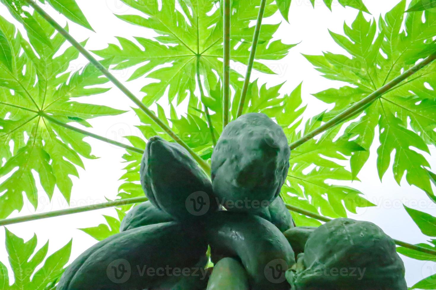 Papaya fruits on tree photo