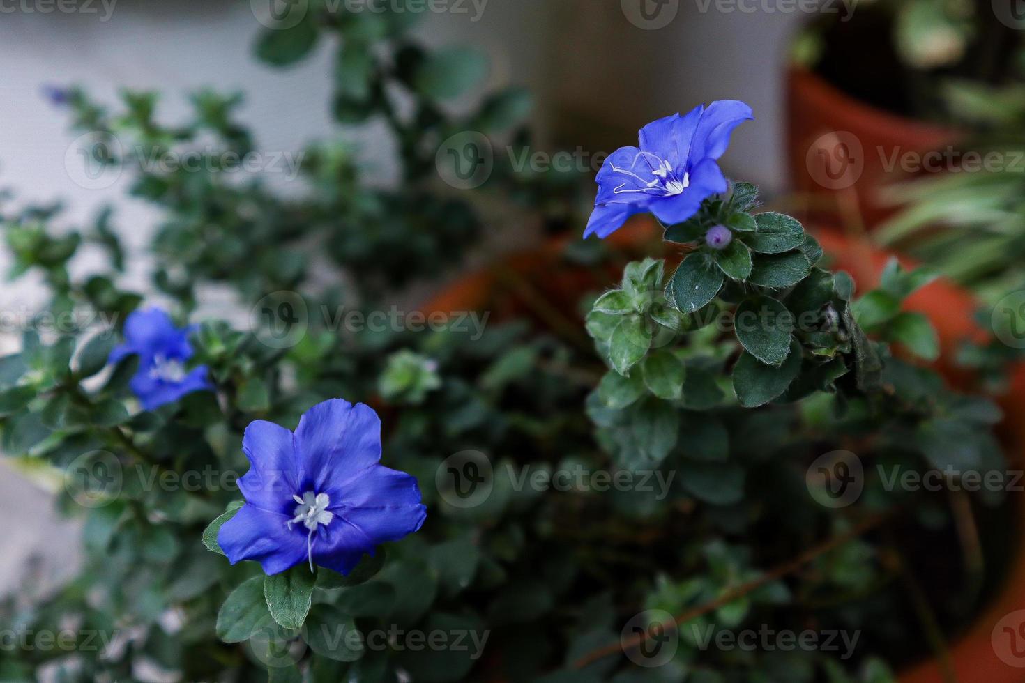 Ground Morning Glory photo
