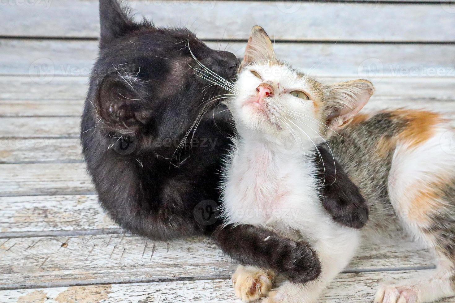 A black cat hugging with a small cat photo