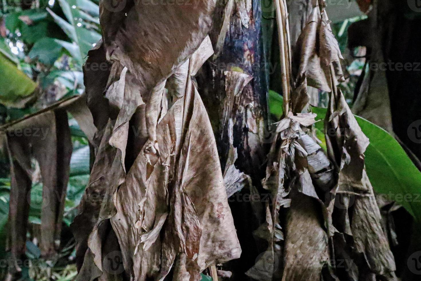 Dried banana leaves on tree photo