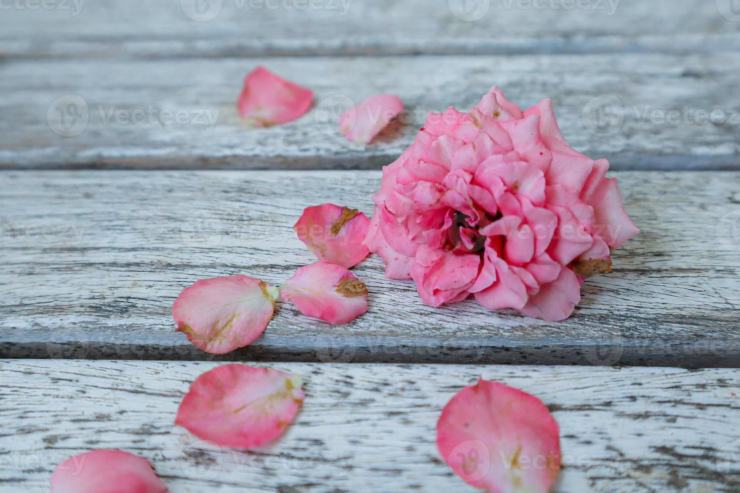 A beautiful pink rose photo