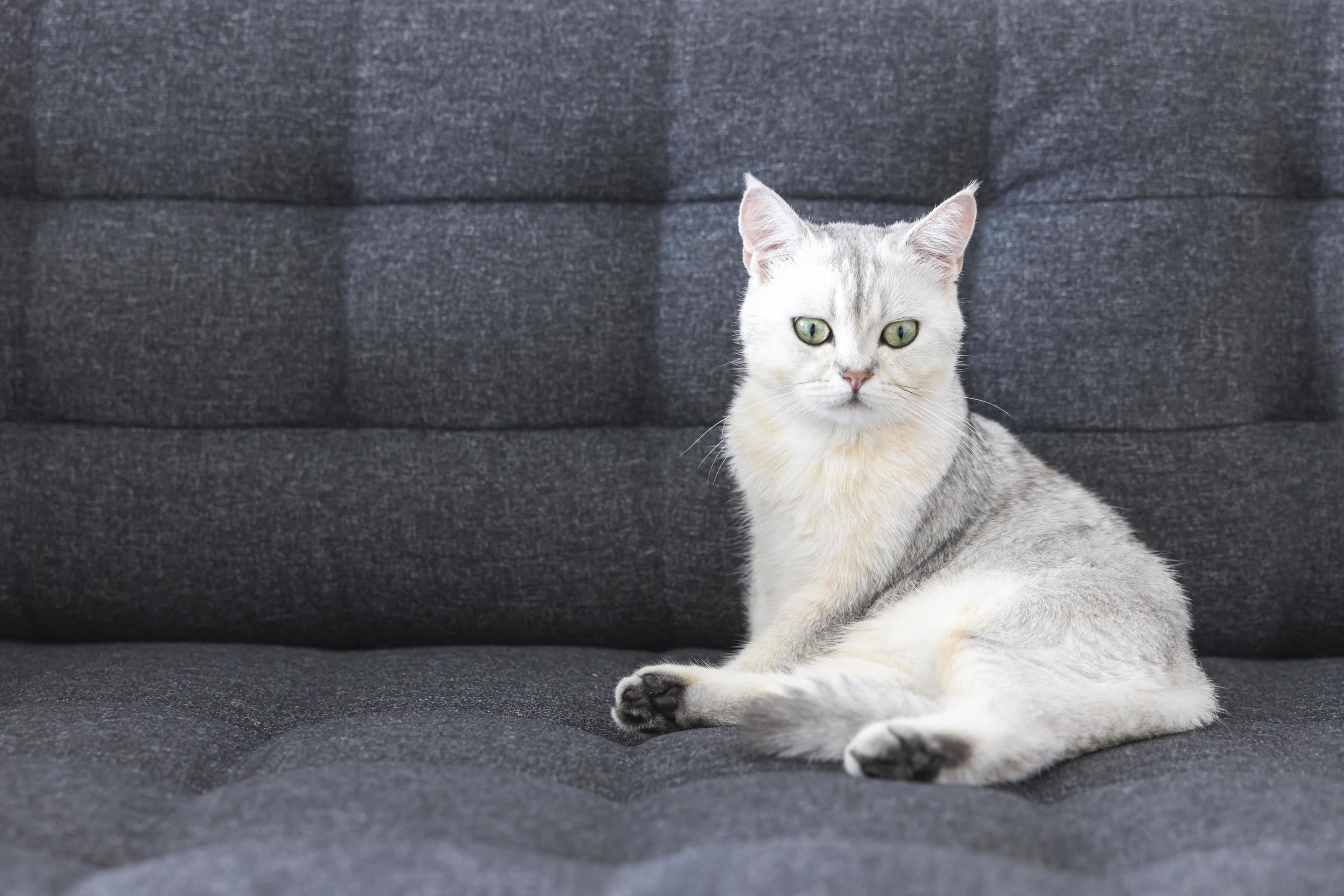 Cat cute with white short hair breed of British purebred. The Kitten pet is  adorable sitting on a sofa looking camera eyes yellow-green. Feline mammals  are fluffy and playful. 14025932 Stock Photo