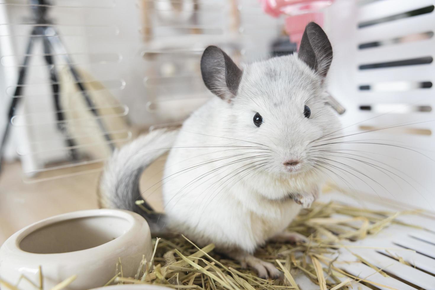 Chinchilla cute pet fur white hair fluffy and black eyes. Close-up animal rodent adorable tame ear grey looking at camera. Feline mammals are fluffy and playful. photo